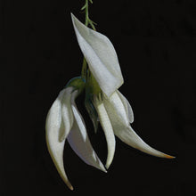 Load image into Gallery viewer, White Kaka Beak | Print