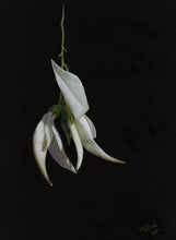 Load image into Gallery viewer, White Kaka Beak | Original